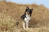 BORDER COLLIE 452